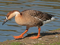 Swan Goose